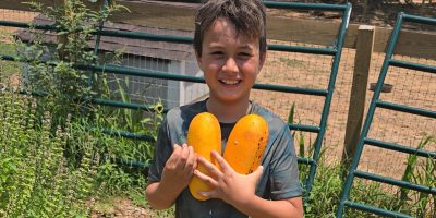 Kid Holding a mango crop